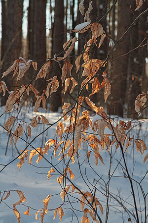 Uxbridge Countryside Trails Jan 25/22