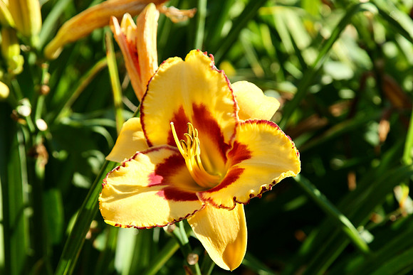 Oshawa Botanical Gardens Aug 2/2021