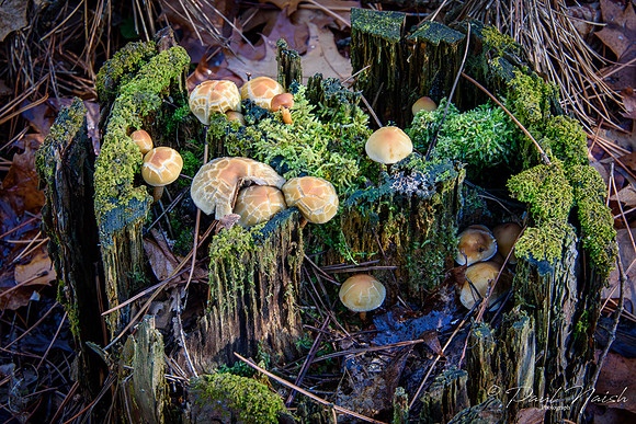 Honey Mushrooms or Bootlace Mushrooms (Armillaria mellea)