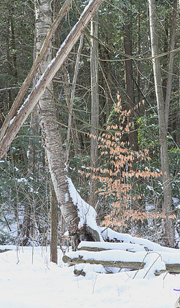 Hollidge Tract (entrance Ninth Line) Feb 10/21