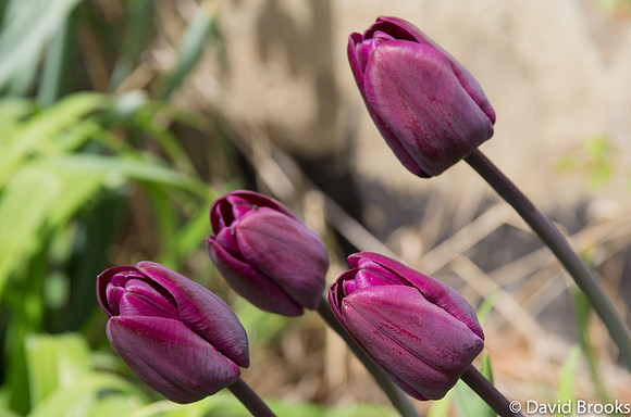 lone tulips