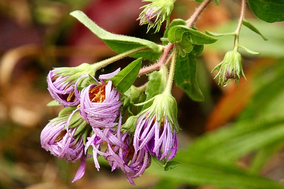 Rouge National Urban Park, Coyote Trail