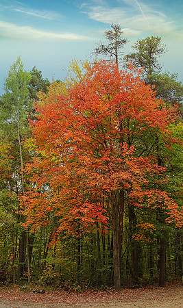 Durham Regional Forest Main Tract Oct 6/2020