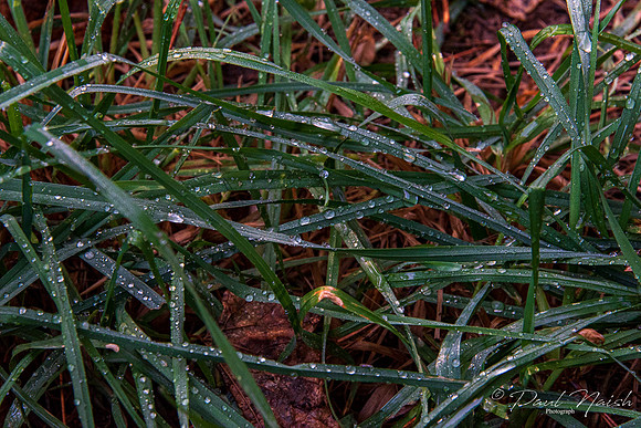 Water Droplets