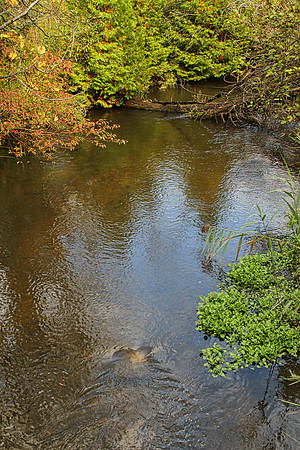 Rouge National Urban Park, Coyote Trail