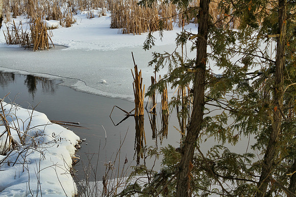 Secord Forest & Wildlife Jan 8/21