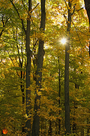 Purple Woods Conservation Area Oct 13/2020