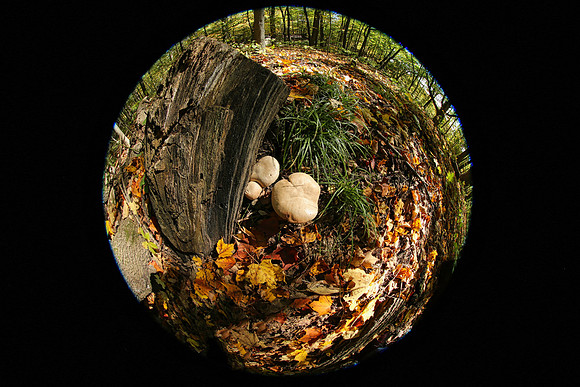 Purple Woods Conservation Area Oct 12/2021