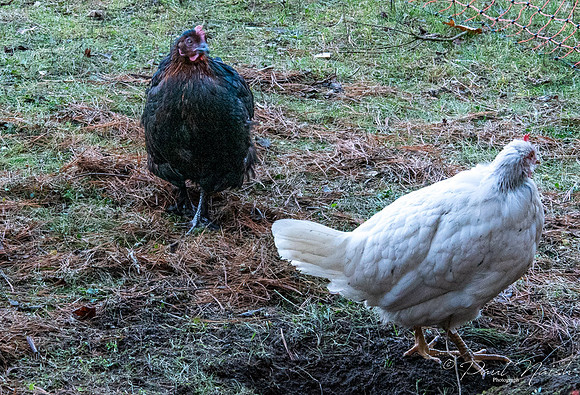 Marans (rooster) Leghorn Chicken (hen)