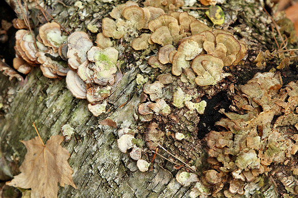 Walker Woods Nov 20/2020