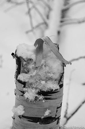 fallen birch-Dave