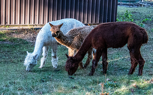 Huacaya Alpaca