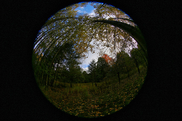 Pefferlaw Creek Farms Oct 20/2020