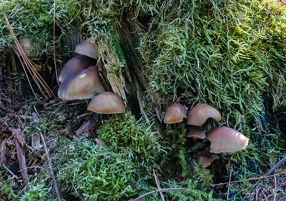 Magic Mushrooms