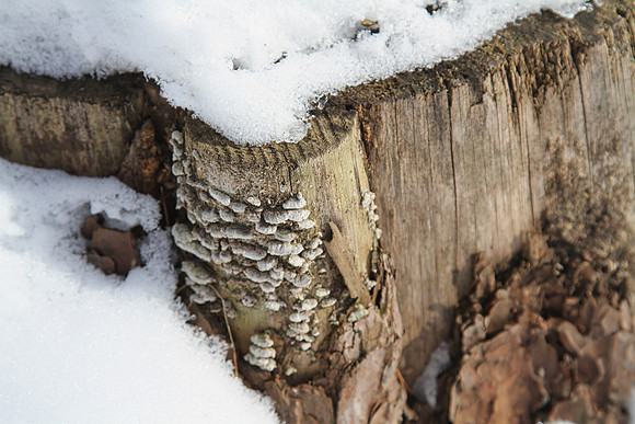Hollidge Tract (entrance Ninth Line) Feb 10/21