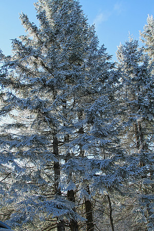 Secord Forest & Wildlife Jan 8/21