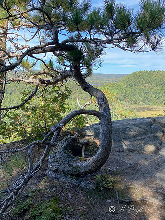 Twisted Pine