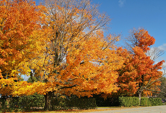 Purple Woods Conservation Area Oct 13/2020