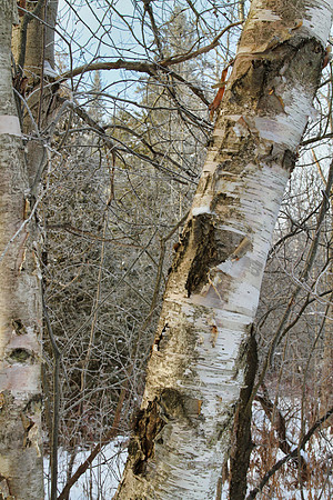 Secord Forest & Wildlife Jan 8/21