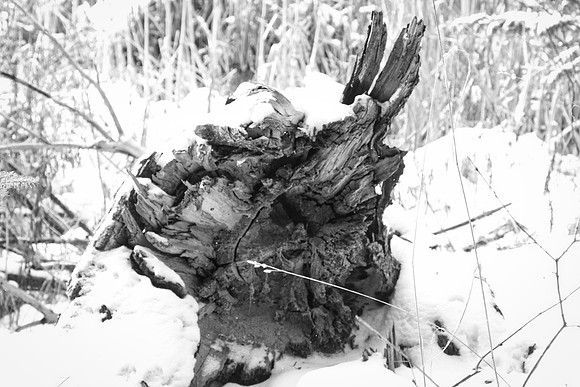 Secord Forest & Wildlife Jan 8/21