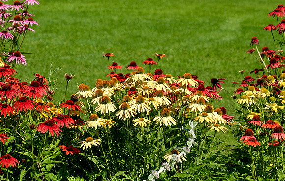 Oshawa Botanical Gardens Aug 2/2021