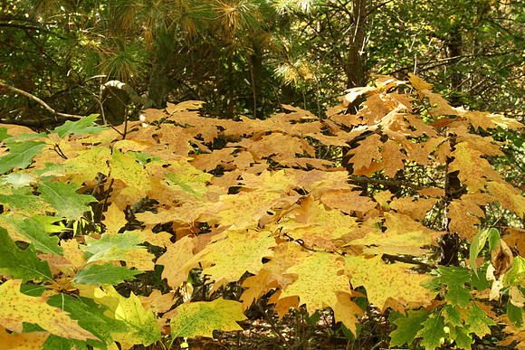 Stouffville Reservoir Sept 28/2020