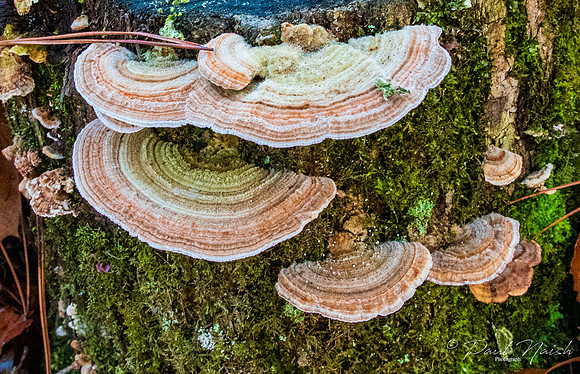 Turkey Tail