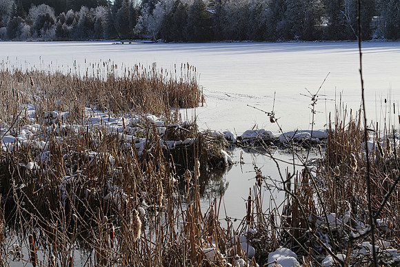 Secord Forest & Wildlife Jan 8/21
