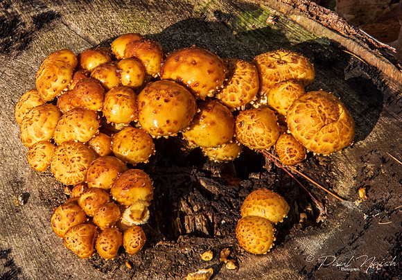 Golden Pholiota