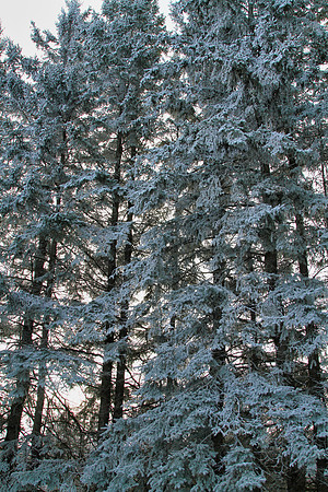 Secord Forest & Wildlife Jan 8/21