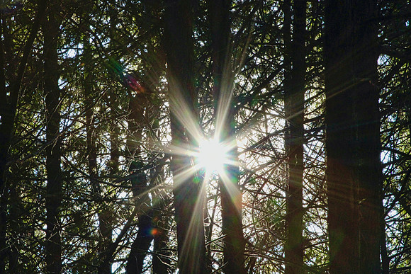 Coyote Trail Jan 20/21