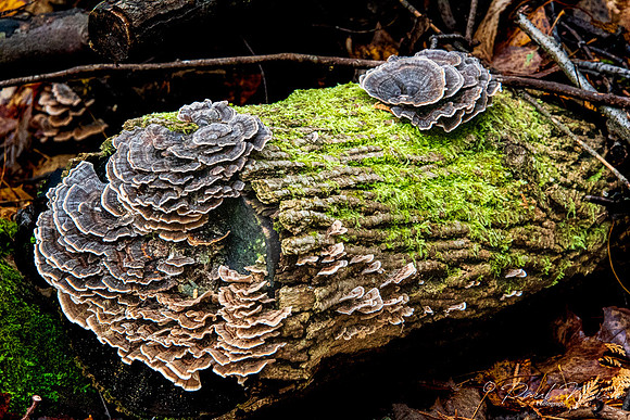 Turkey Tail