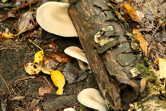 Hollidge Tract Oct 5/21