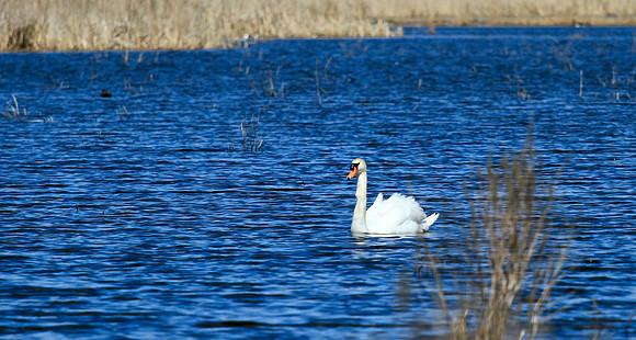 Lynde Shores Apr 19/2022