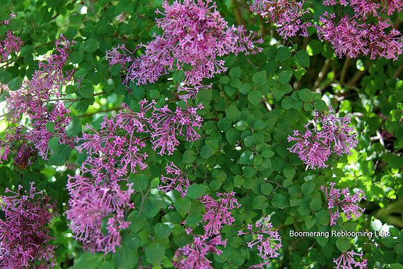 Boomerang Lilac
