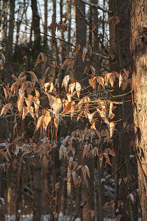 Uxbridge Countryside Trails Jan 25/22