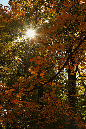 Purple Woods Conservation Area Oct 13/2020