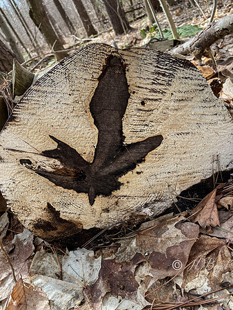 Fungal Pattern On End of Log