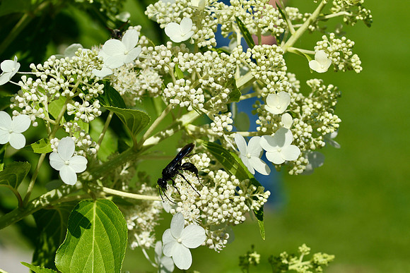 Oshawa Botanical Gardens Aug 2/2021