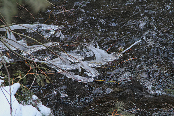 Coyote Trail Jan 20/21