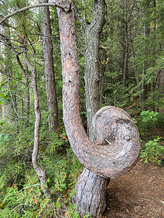 Knotted Pine