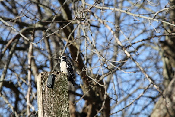 Lynde Shores Mar 5/2021