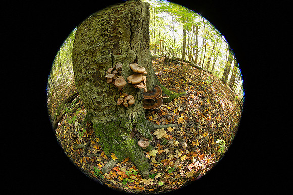 Purple Woods Conservation Area Oct 12/2021