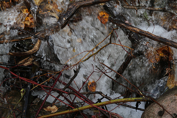 Rouge National Urban Park, Coyote Trail