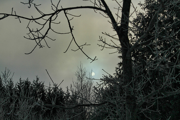 Secord Forest & Wildlife Jan 8/21