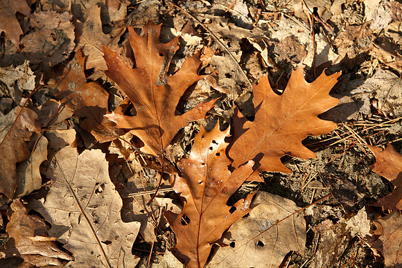 Walker Woods Nov 20/2020