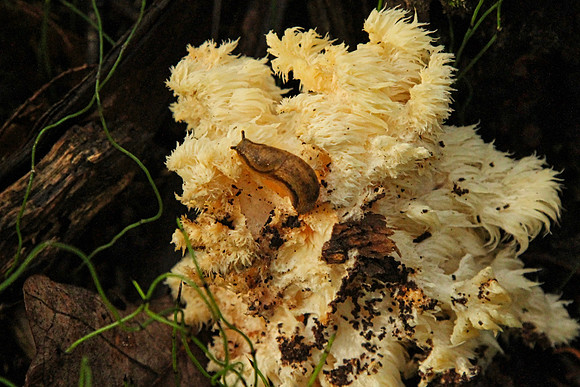Rouge National Urban Park, Coyote Trail