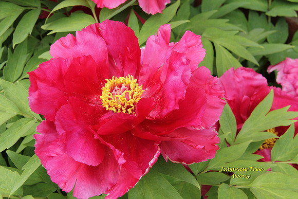 Japanese Tree Peony