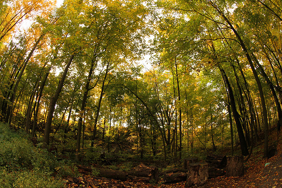 Purple Woods Conservation Area Oct 13/2020
