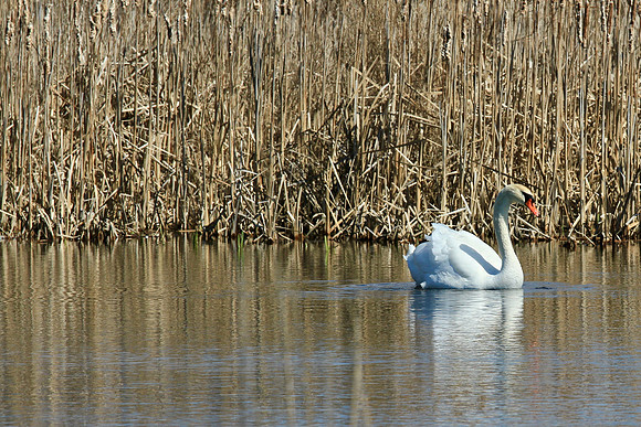 Lynde Shores Apr 19/2022